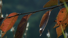 nanatudoukouen