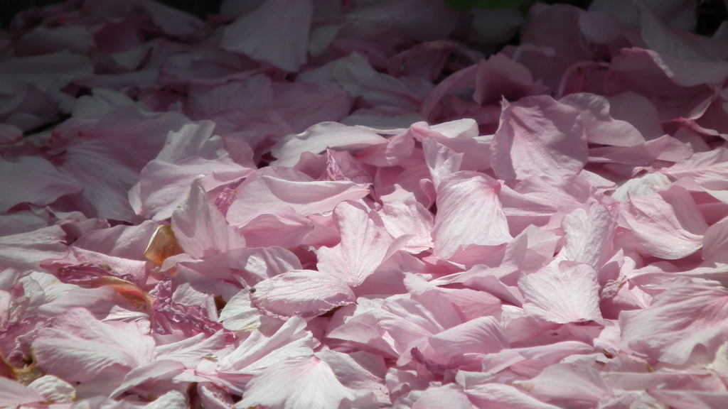 2011/05　kitayamakouen