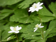 ’10.04-ryumon no taki