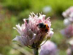 ’10.05-mito-syokubutuen