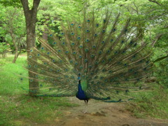 '10.07-amabiki-kannon