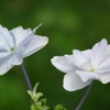 2011.06.19　然林房