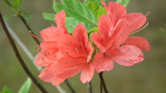 2011/05　kitauamakouen