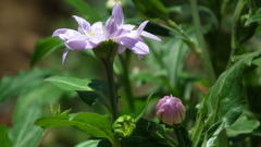 2011/04