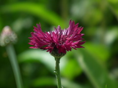 '10.05-Flower-hill-hanazono