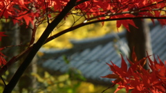 DSCF6552