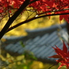 DSCF6552