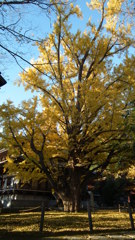 DSCF3179
