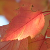 DSCF7331