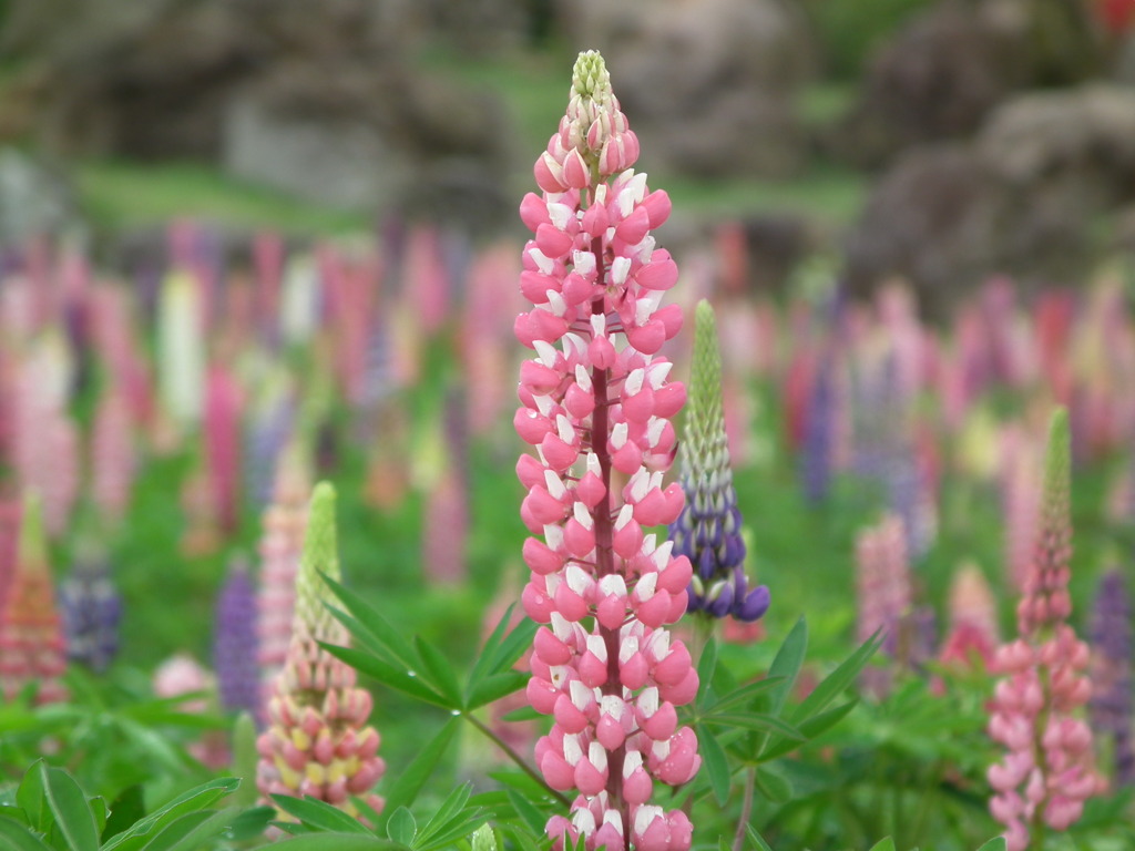 '10/05-NASU FLOWER-WORLO