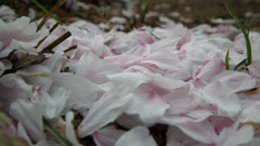 2011/04