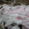 2011/04