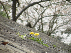 ’10.04-ryumon no taki