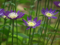 '10.05-Flower-hill-hanazono