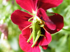 '10.05-mito-syokubutuen