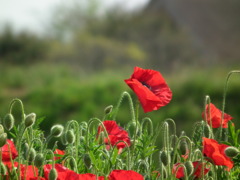 DSCF0589