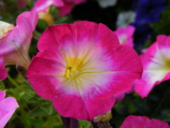 '10.05-mito-syokubutuen