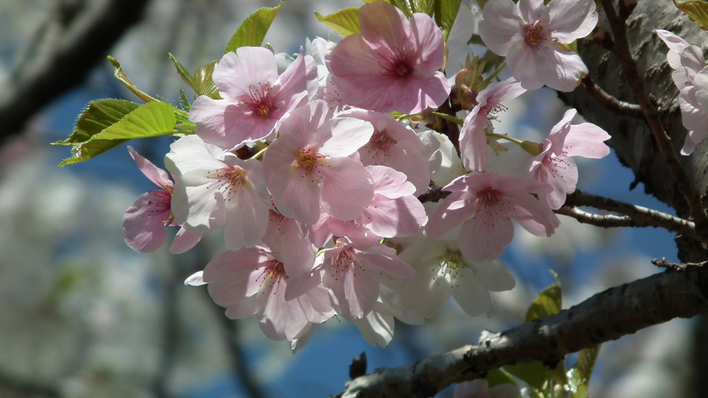 2011/04