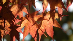 DSCF6737