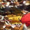 DSCF7316