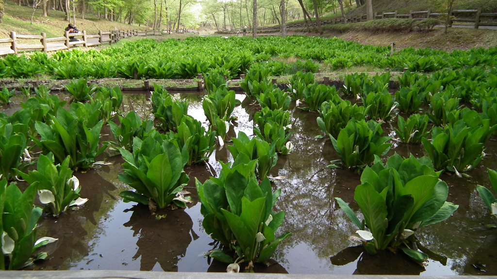 2011/05　Kitayamakouen