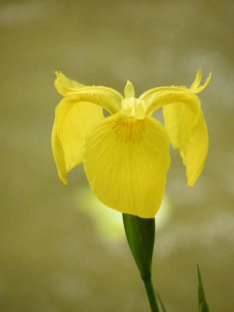 '10.05-mito-syokubutuen