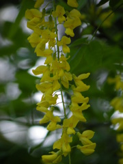 '10.05-mito-syokubutuen