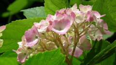 2011.06.19　然林房