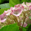 2011.06.19　然林房
