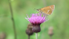 夏休み-別れたあと