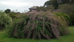 DSCF3523