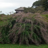 DSCF3523