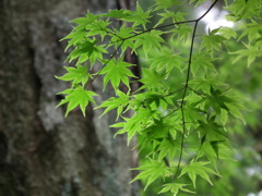 ’10/05-myounji-botan