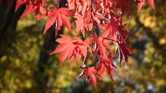 DSCF3670