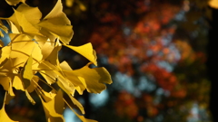 DSCF3253