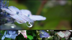 八幡宮の紫陽花