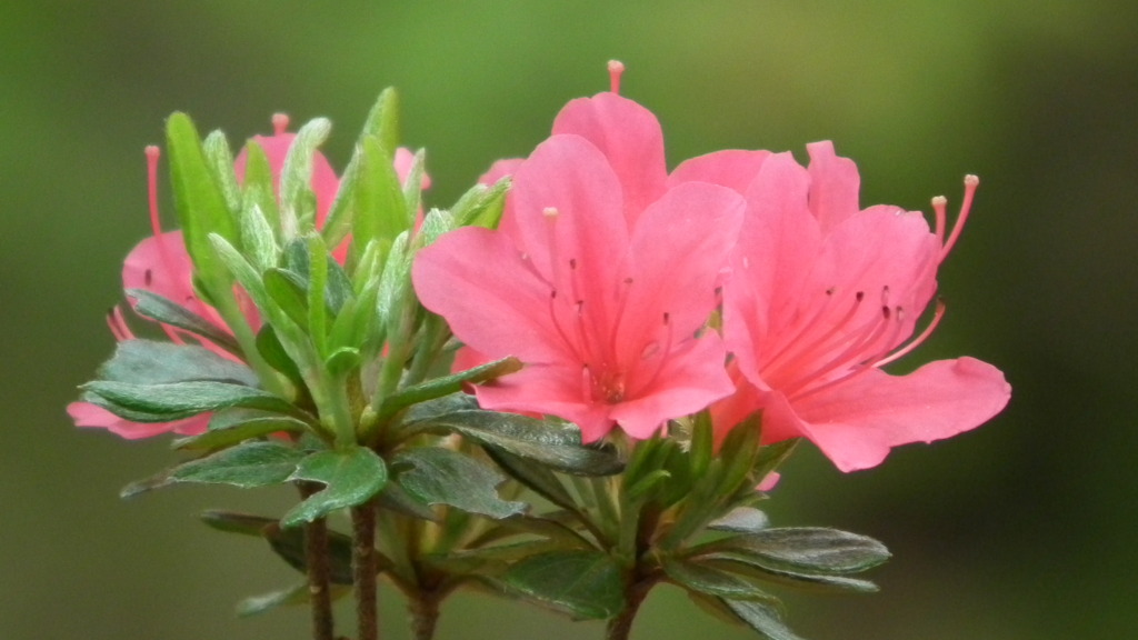 2011/05　kitauamakouen