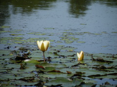 '10.05-mito-syokubutuen