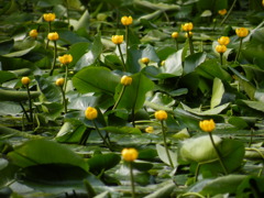 '10.05-mito-syokubutuen