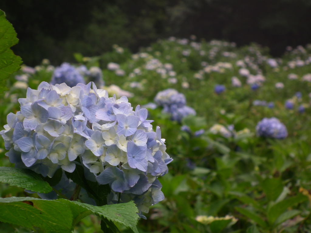 ’10/06 tatunokuti-ajisai