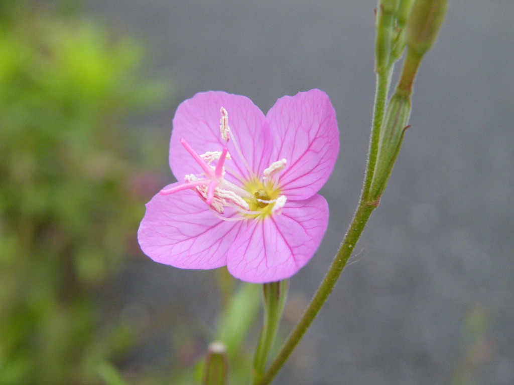 ’09.06－ｍｕｍｅｉ