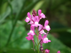 '10.05-Flower-hill-hanazono