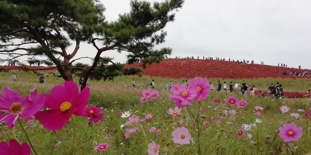 20191021_海浜公園コキア