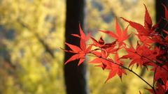 DSCF6551