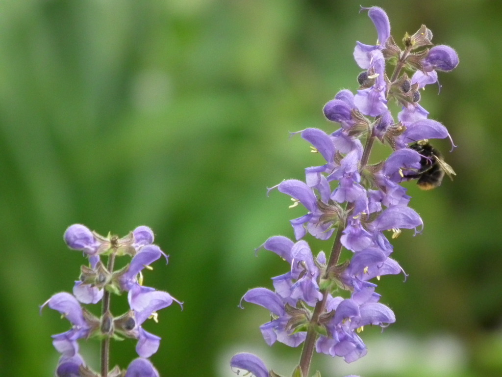 '10.05-Flower-hill-hanazono