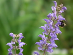 '10.05-Flower-hill-hanazono