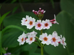 '10.05-Flower-hill-hanazono