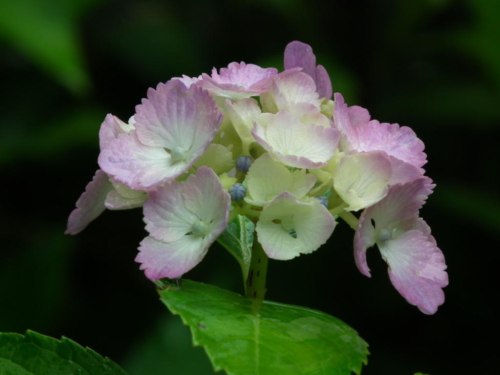 ’10/06 tatunokuti-ajisai