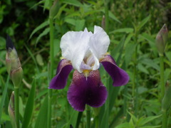 '10.05-Flower-hill-hanazono