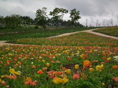 '10/05-NASU FLOWER-WORLO